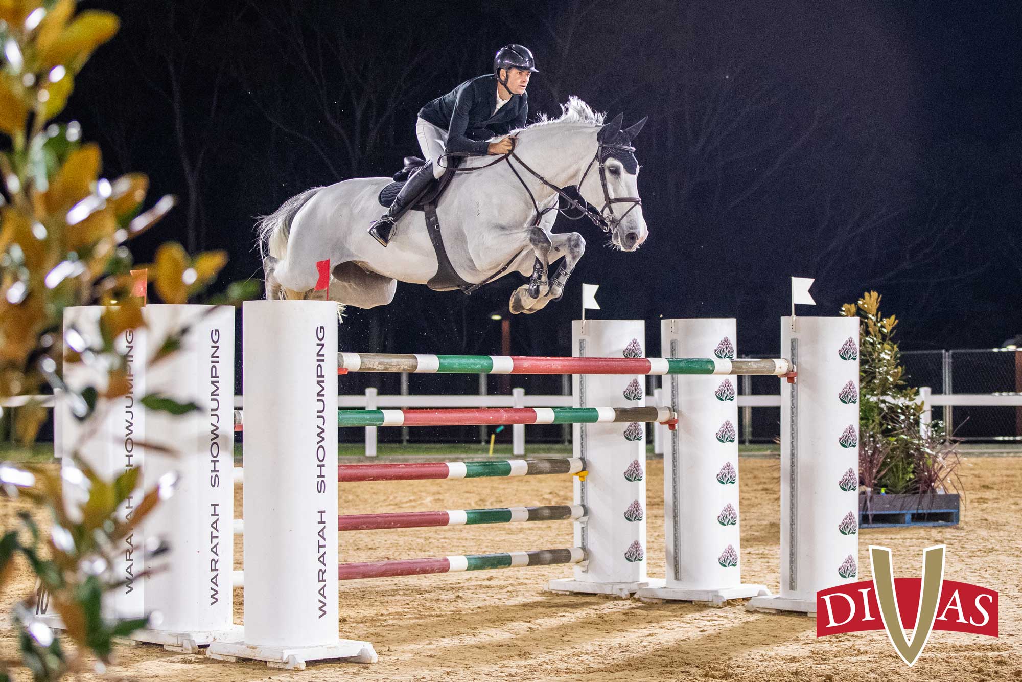 Australian-bred Oaks Ventriloquist selected for FEI World Champs in Aa.. Australian-bred Oaks Ventriloquist selected for FEI World Champs in Aa..