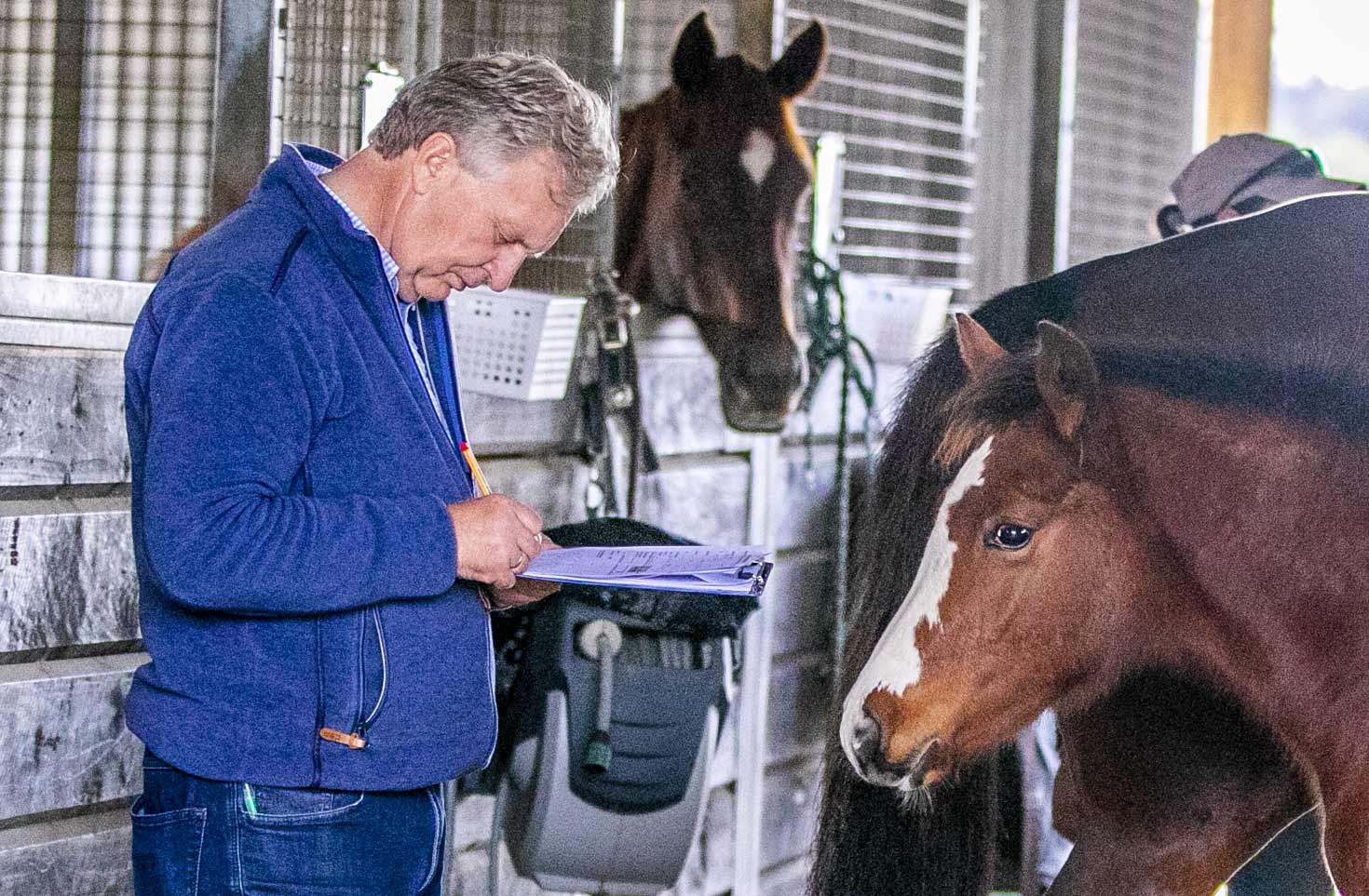 Norbert-and-Foal