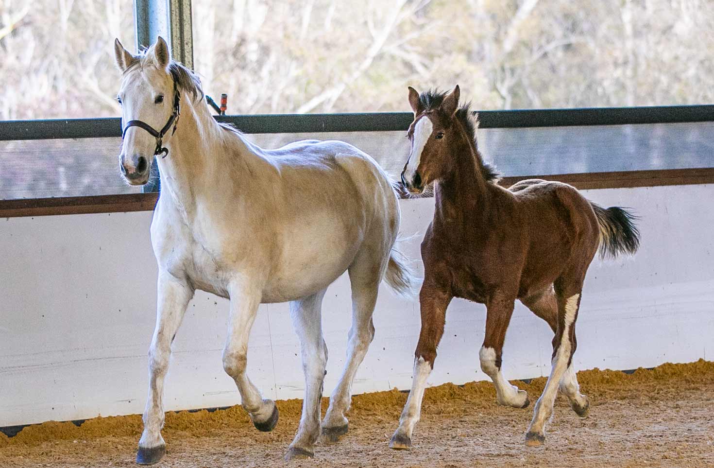 White-Mare-and-Foal