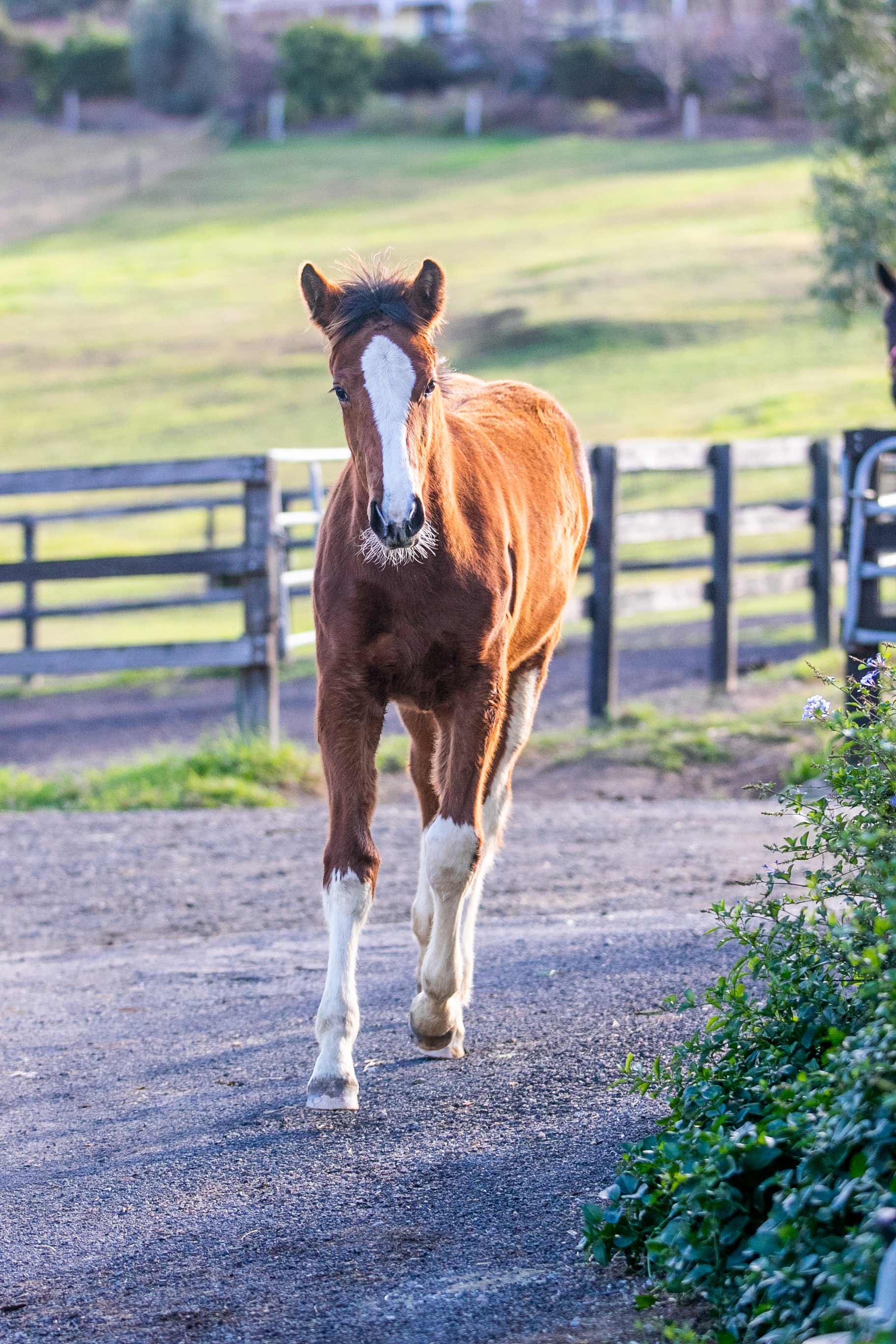 foal-outside