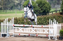 Oaks Sport Horses Young Horse Show