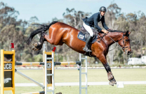 Oaks Conjuror - a star of the future