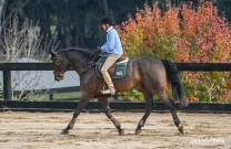 Riders and horses go forward at George Morris Clinic