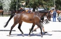 The brilliant combination of Inca Boy van T Vianahof and Edwina Tops-Alexander - LGCT Cascais, Portugal