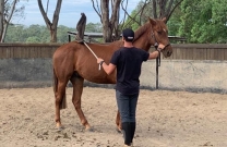 The making of a Grand Prix Jumping Horse - Part 2: the early years