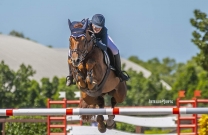 Australian Jumping Horses of 2018 - Quintago 1