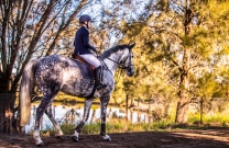 Winter feels at Sydney Showjumping Club