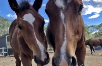 The making of a Grand Prix Jumping Horse - Part 1: In the beginning